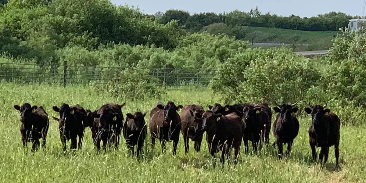 Wagyu, Wine, & Whisky